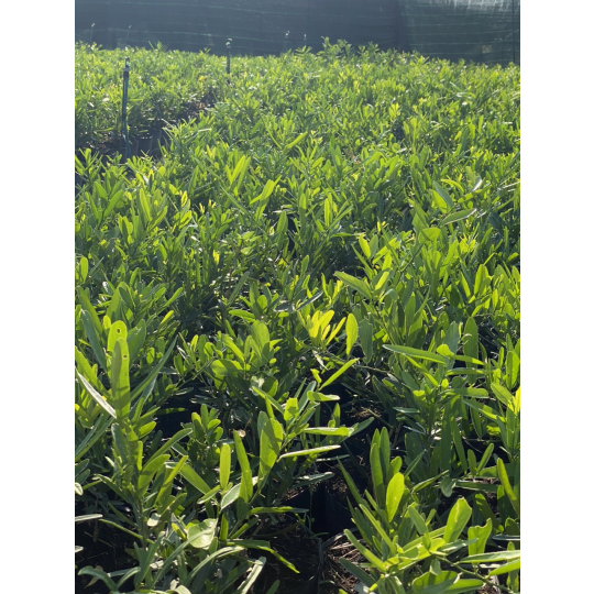 Cây Giống Xáo Tam Phân (LIÊN HỆ)