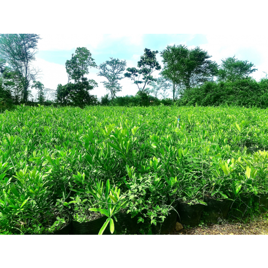 Cây Giống Xáo Tam Phân (LIÊN HỆ)